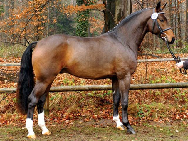 Westphalian Horse